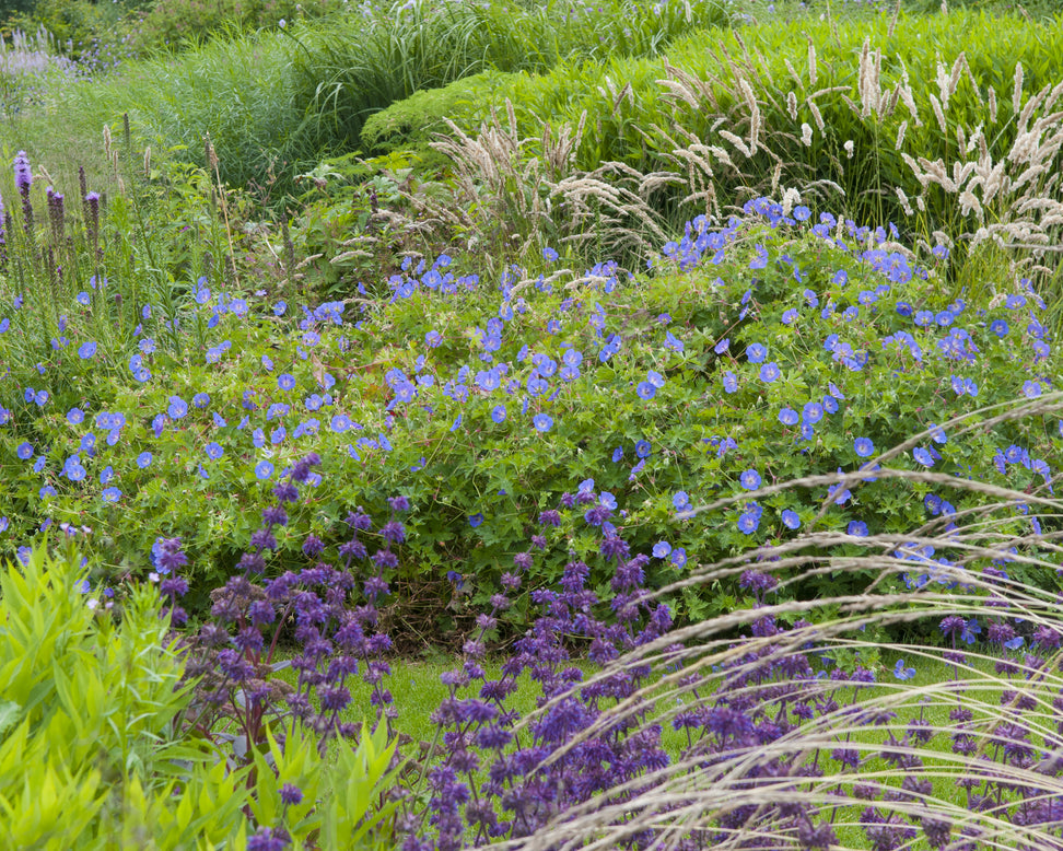 Geranium 'Brookside'