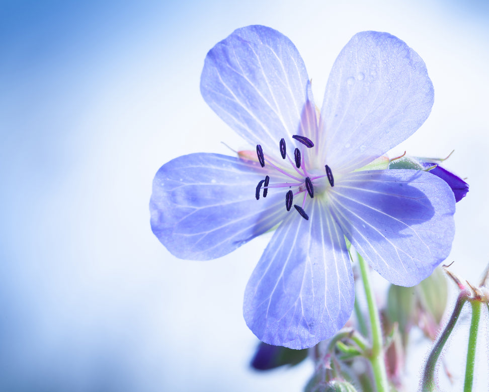 Geranium 'Brookside'
