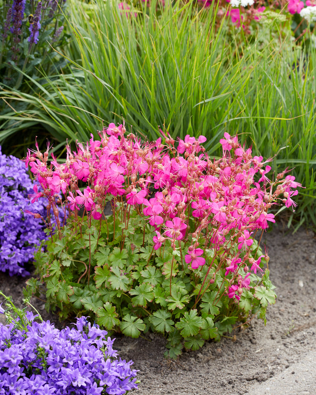 Geranium 'Intense'