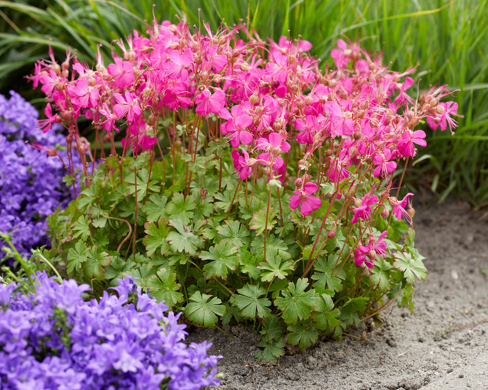 Geranium 'Intense'