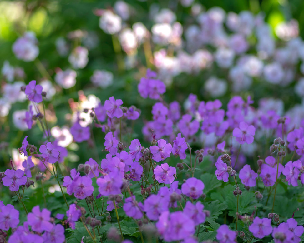 Geranium 'Karmina'