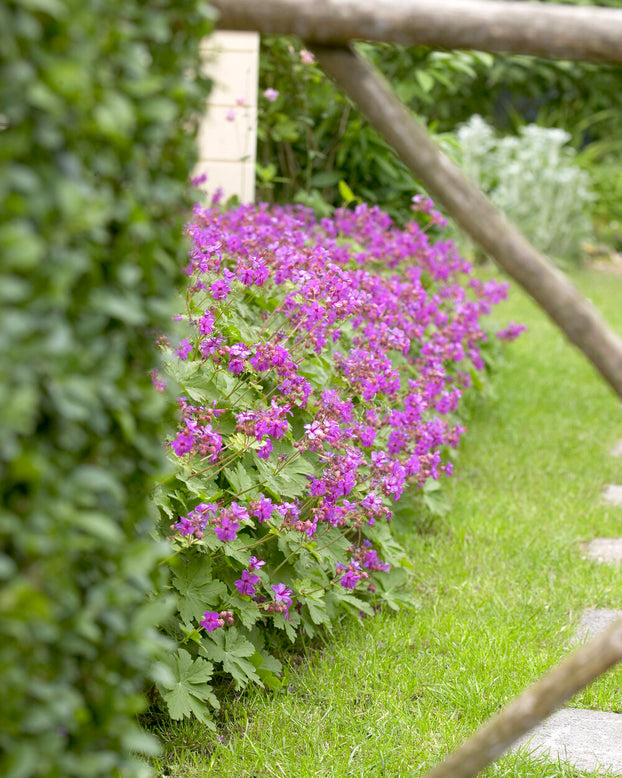 Geranium 'Karmina'