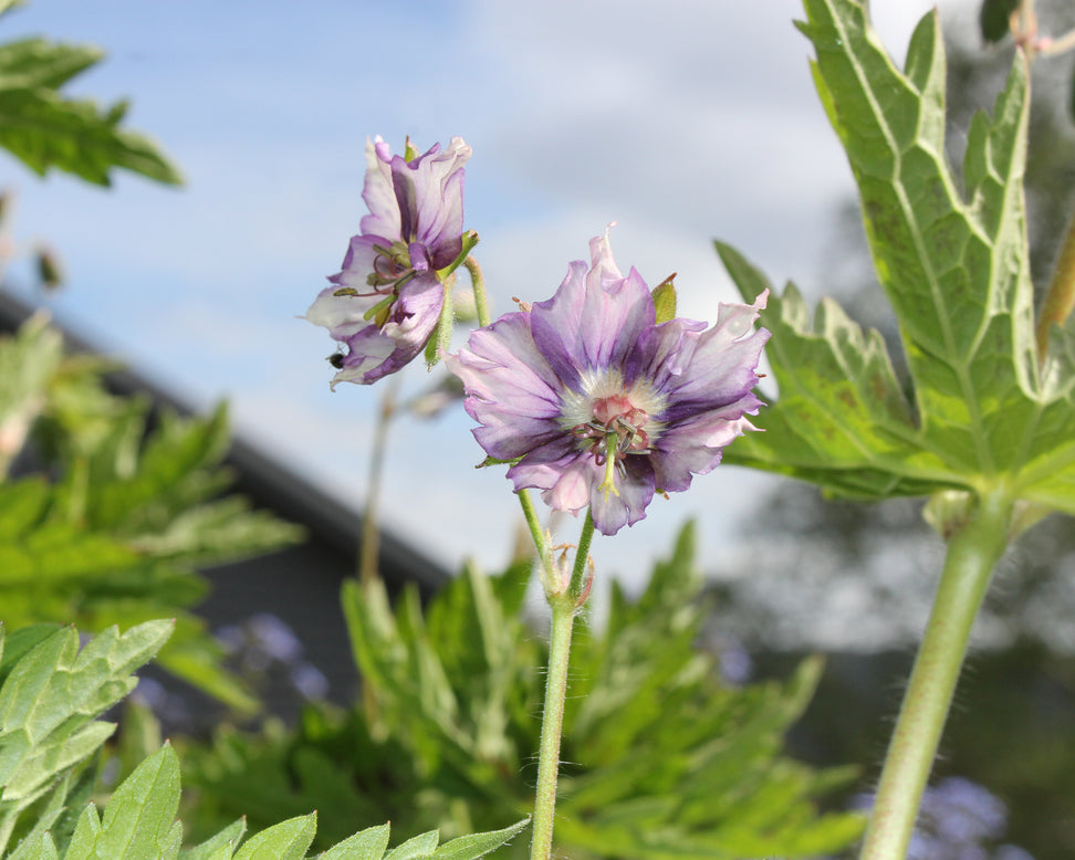 Geranium 'Kora'