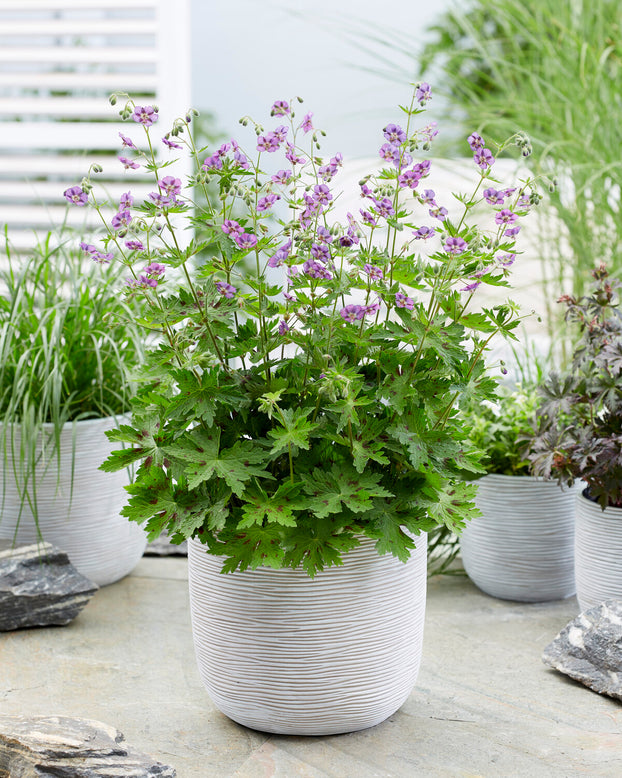 Geranium 'Kora'