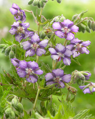 Geranium 'Kora' Geranium 'Kora'