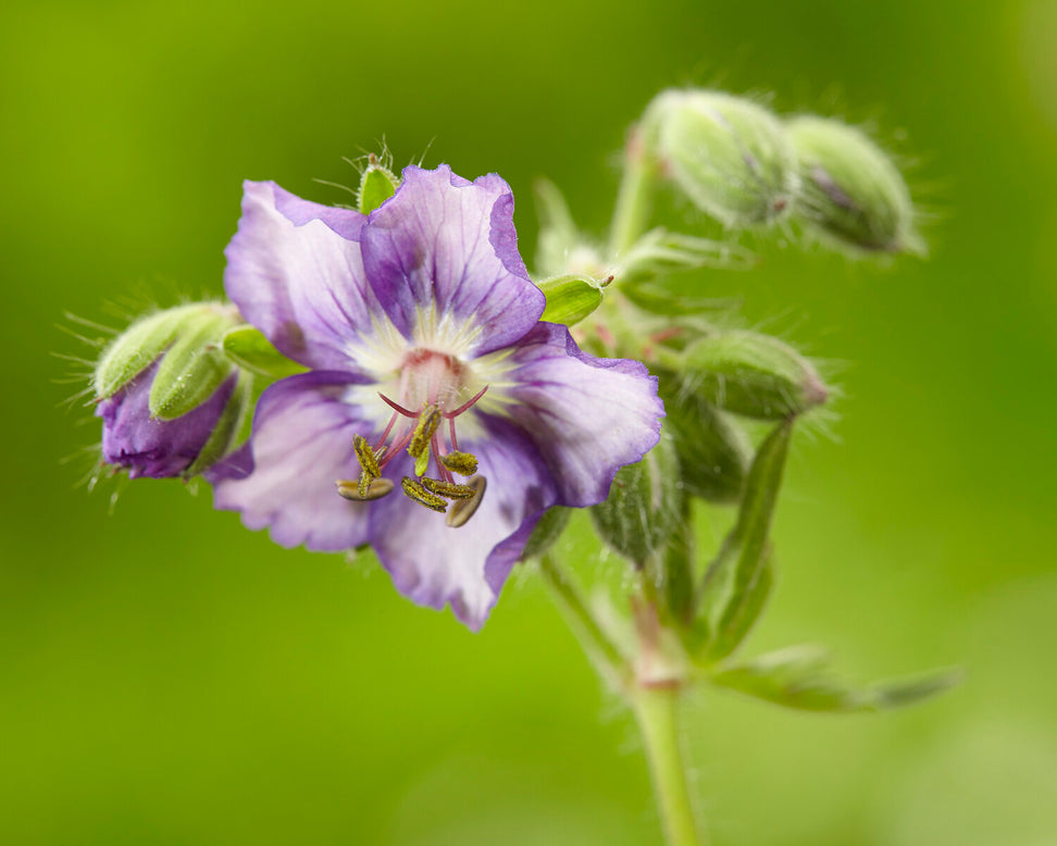 Geranium 'Kora'