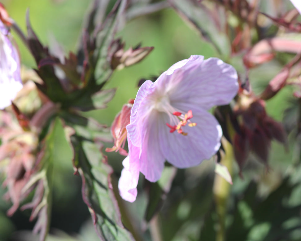 Geranium 'Pink Coffee'