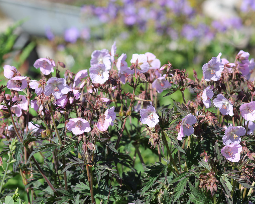Geranium 'Pink Coffee'