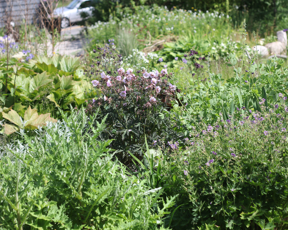 Geranium 'Pink Coffee'