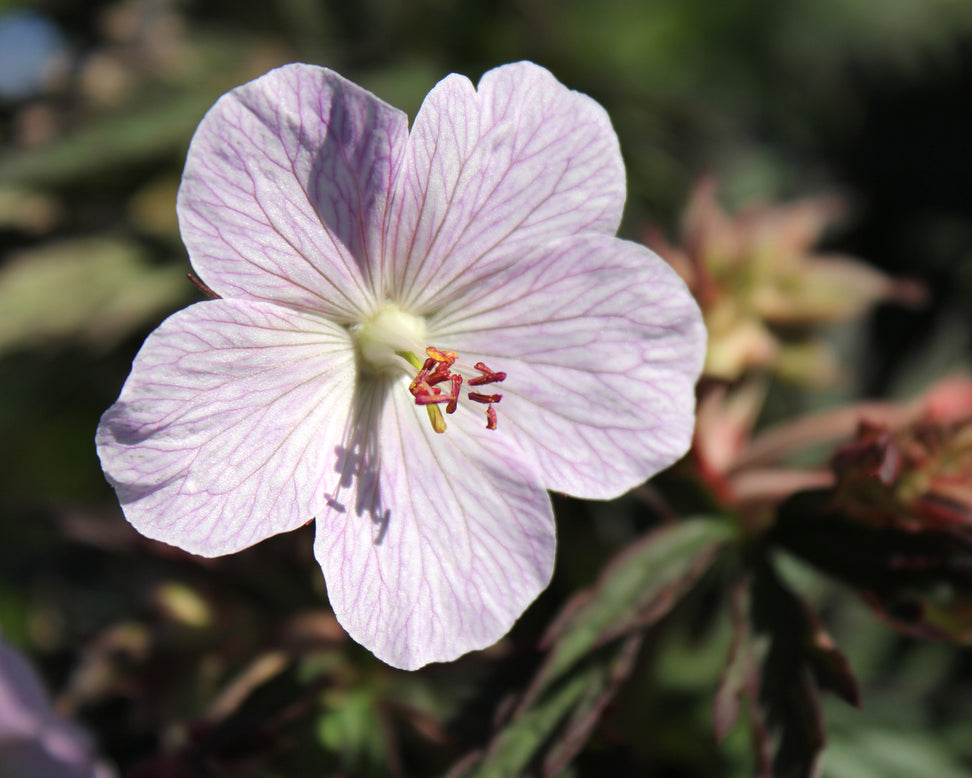 Geranium 'Pink Coffee'