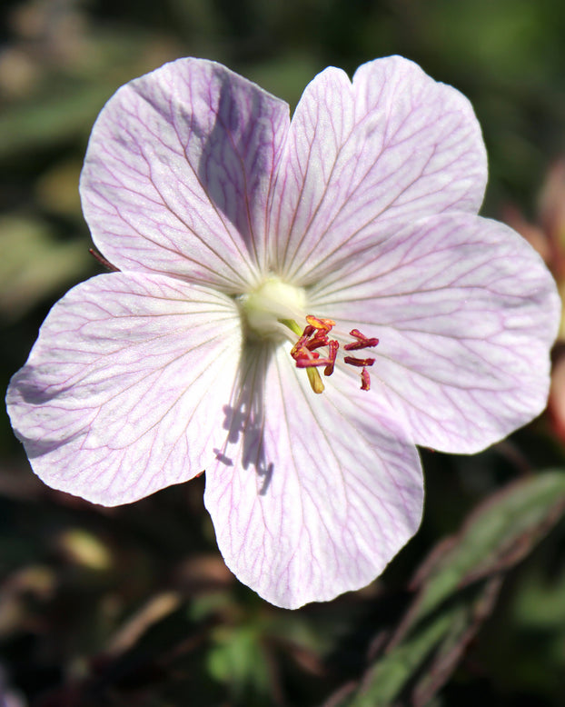 Geranium 'Pink Coffee'