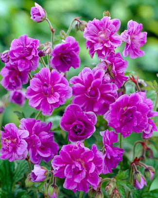 Geranium 'Plenum' Geranium 'Plenum'