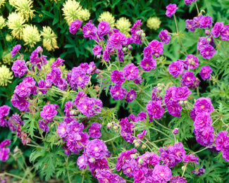 Geranium 'Plenum' Geranium 'Plenum'