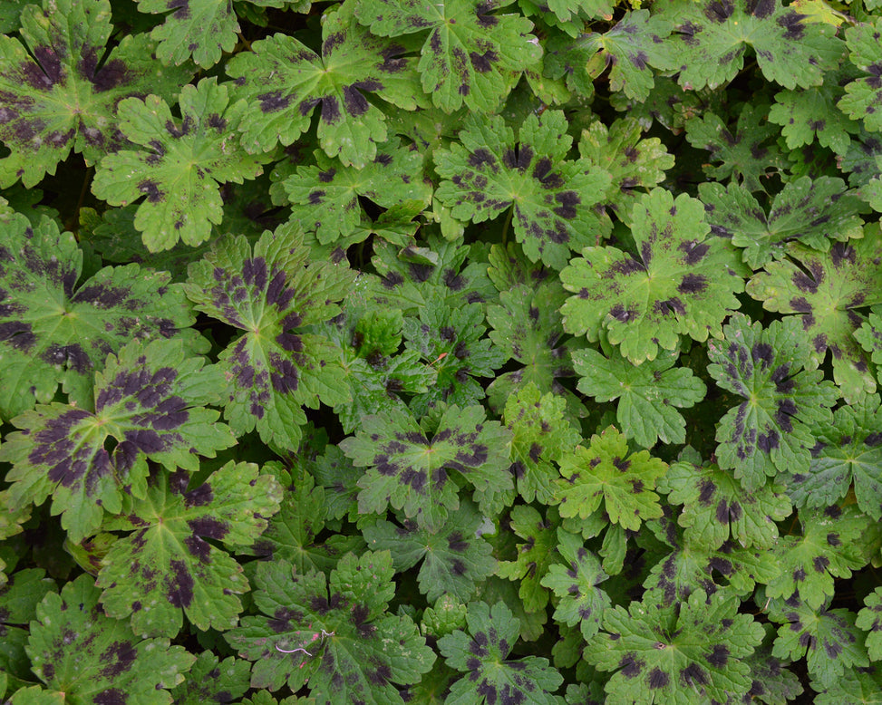 Geranium 'Samobor'