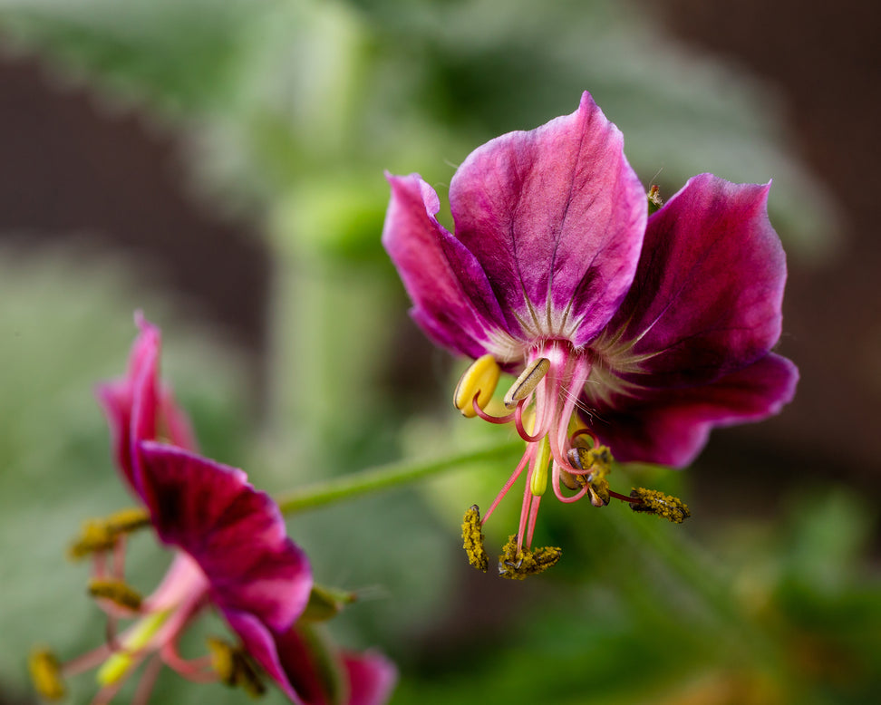 Geranium 'Samobor'