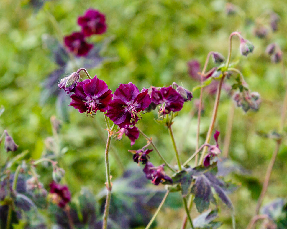 Geranium 'Samobor'