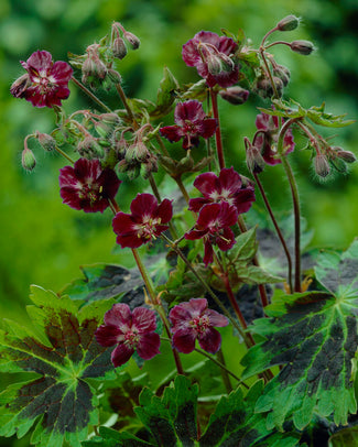Geranium 'Samobor' Geranium 'Samobor'