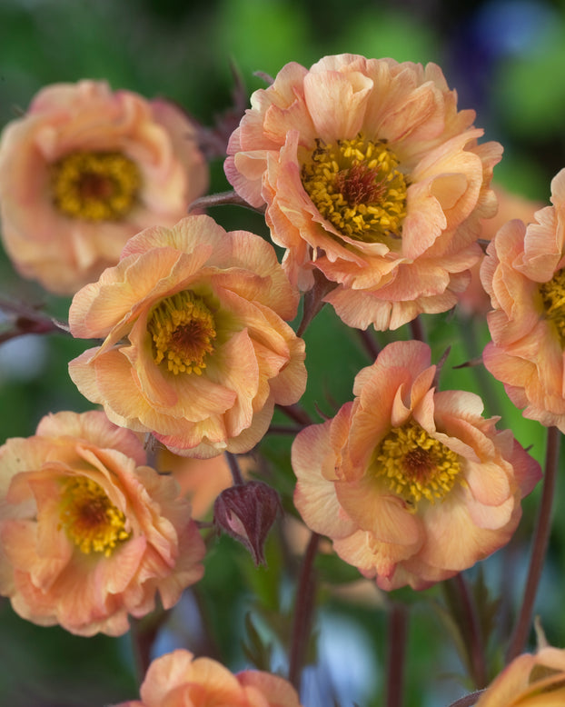 Geum 'Mai Tai'