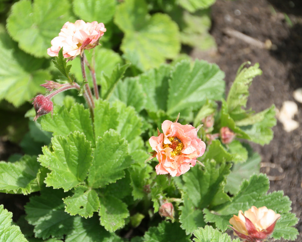 Geum 'Mai Tai'