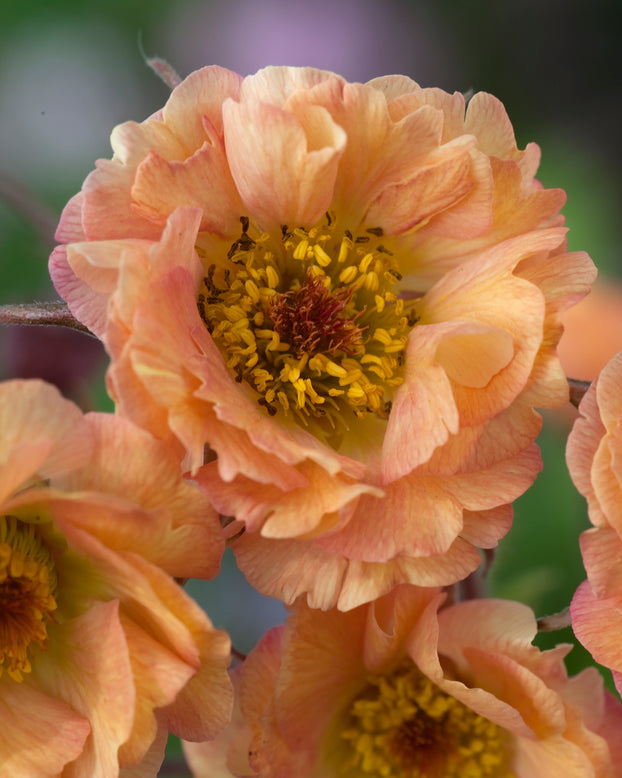 Geum 'Mai Tai'