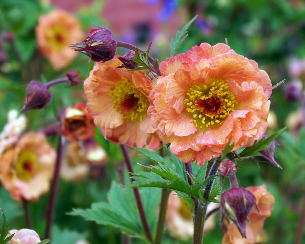 Geum 'Mai Tai'