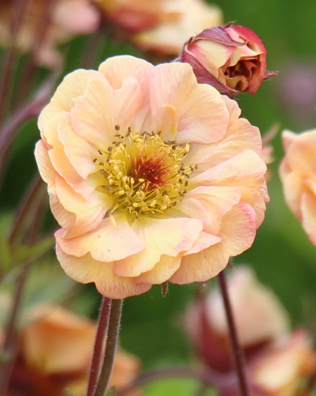 Geum 'Mai Tai'