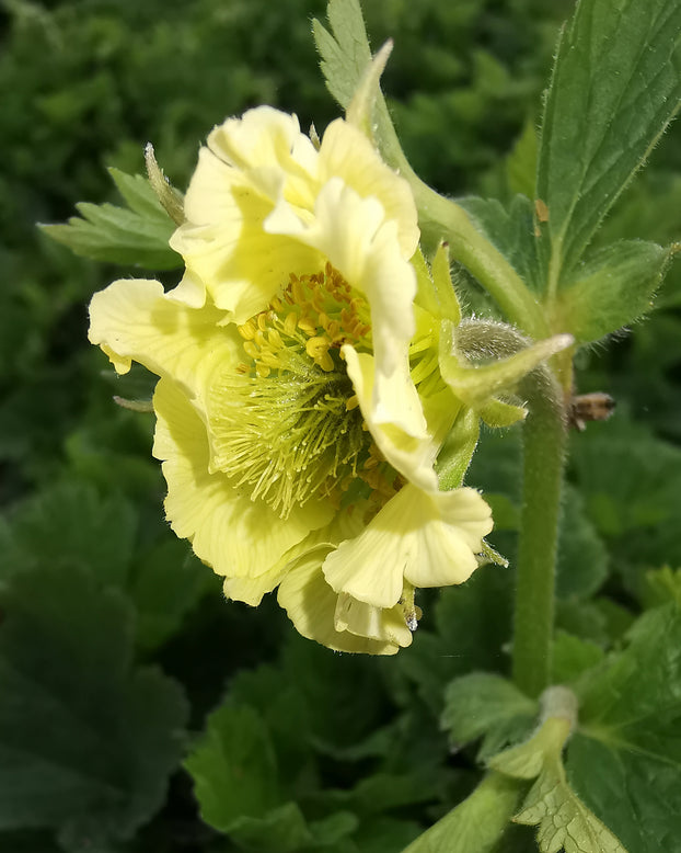 Geum 'Tales of Hex'