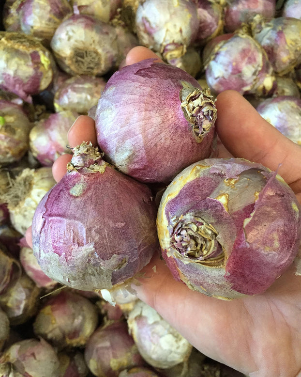 Hyacinth 'Gipsy Queen'