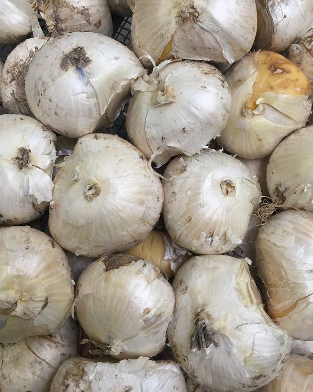 Allium collection 'Perfect Partners'