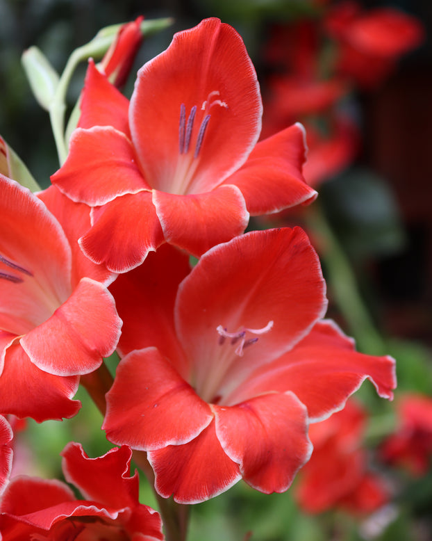 Gladiolus 'Atom'