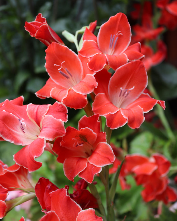 Gladiolus 'Atom'