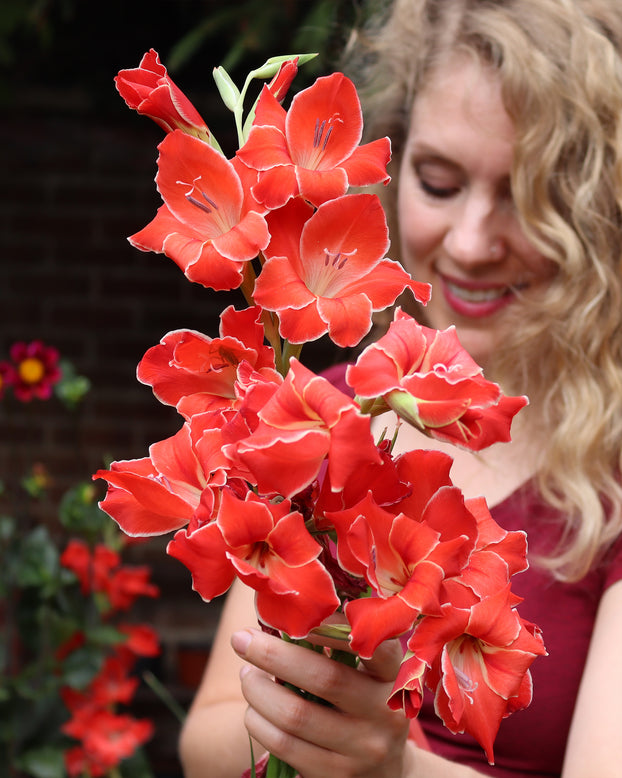 Gladiolus 'Atom'