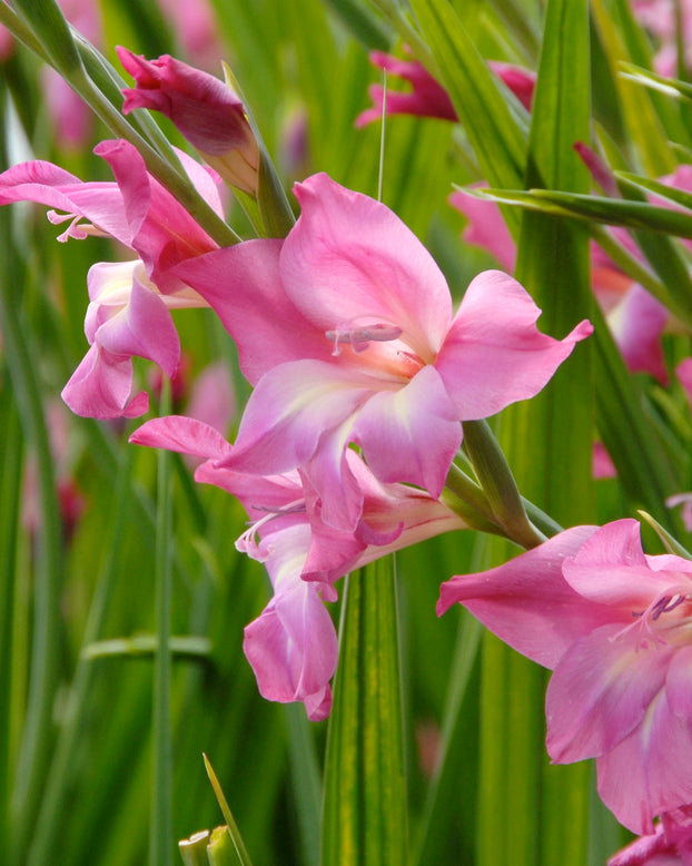 Gladiolus 'Charm'