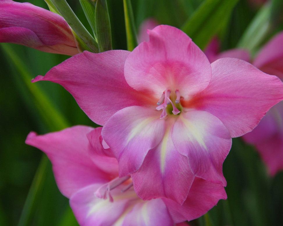 Gladiolus 'Charm'