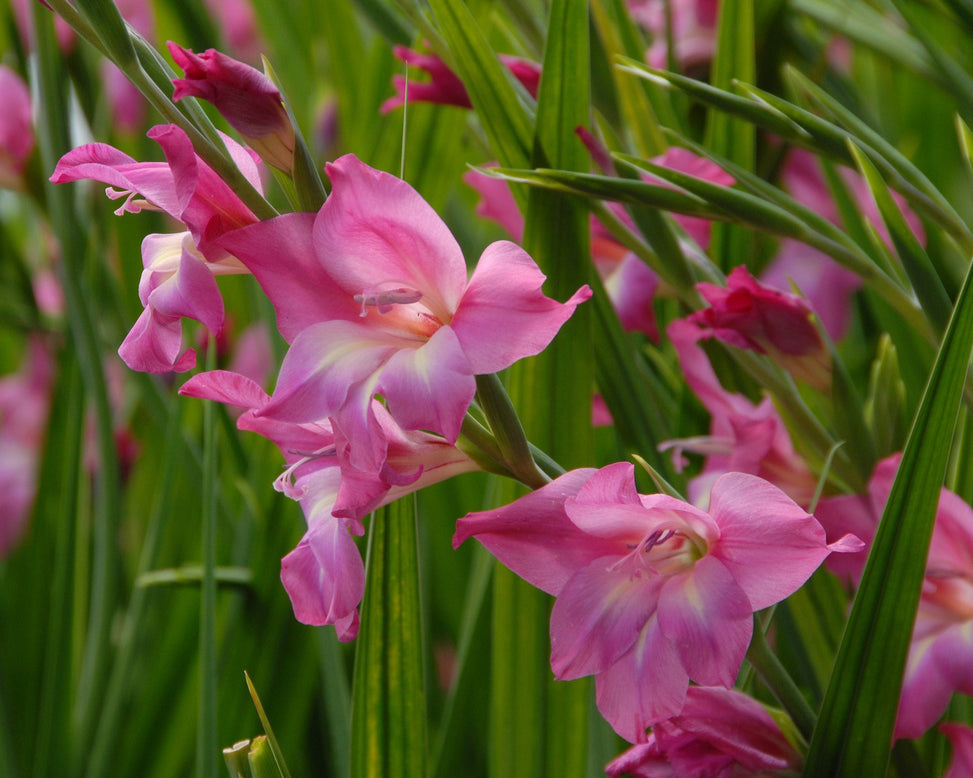 Gladiolus 'Charm'