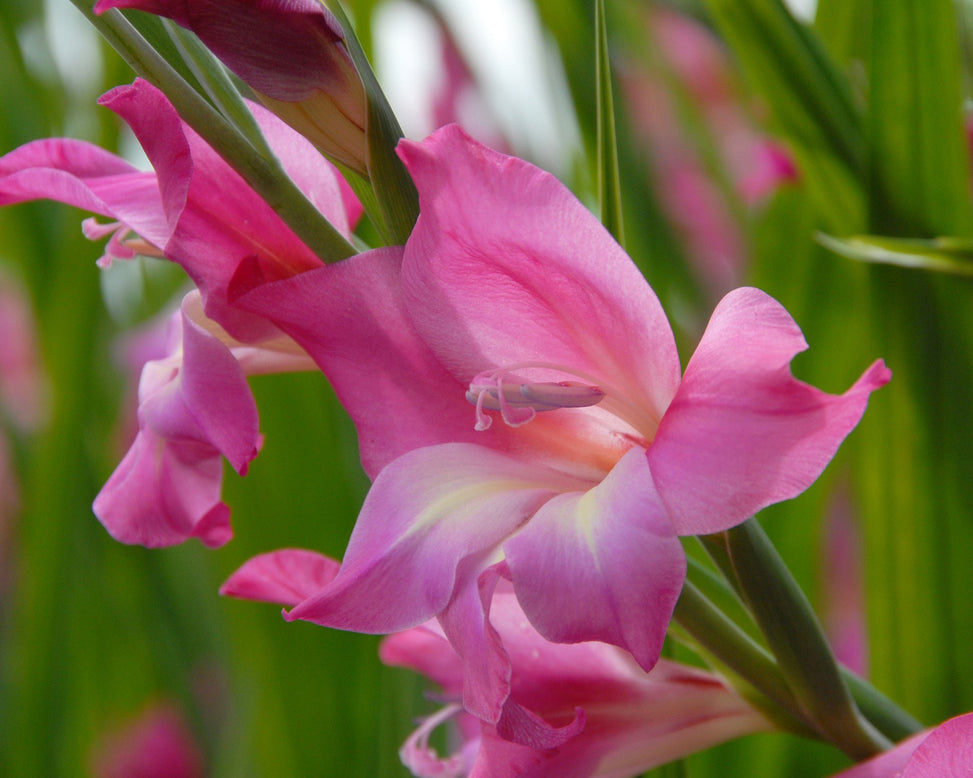 Gladiolus 'Charm'