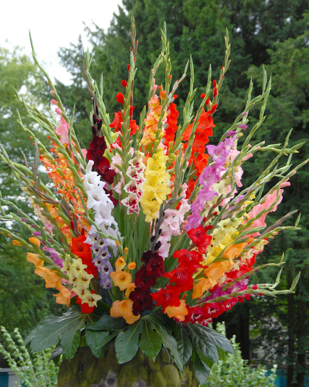 Gladiolus 'Mixed Colours'