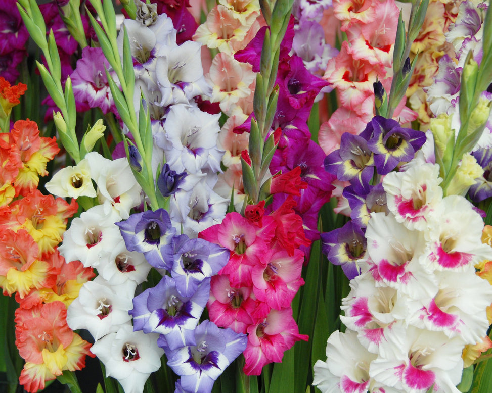 Gladiolus 'Mixed Colours'