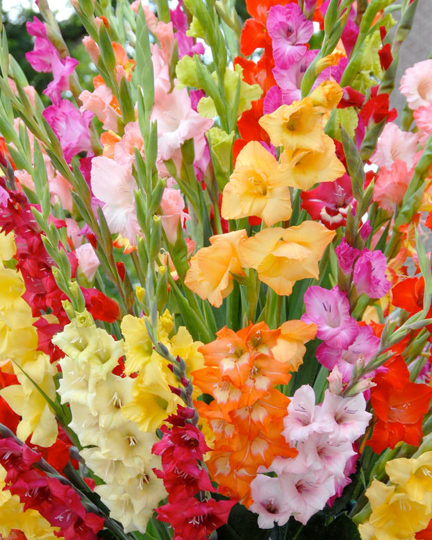 Gladiolus 'Mixed Colours'