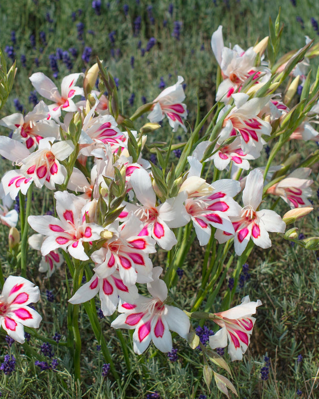 Gladiolus 'Prins Claus'