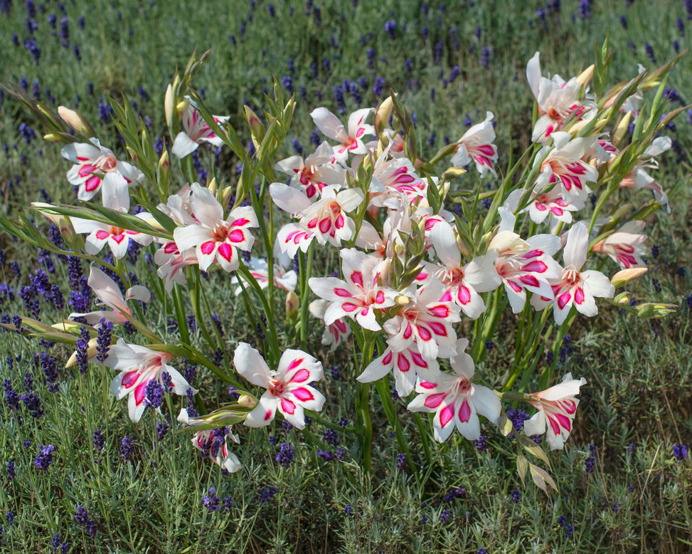Gladiolus 'Prins Claus'
