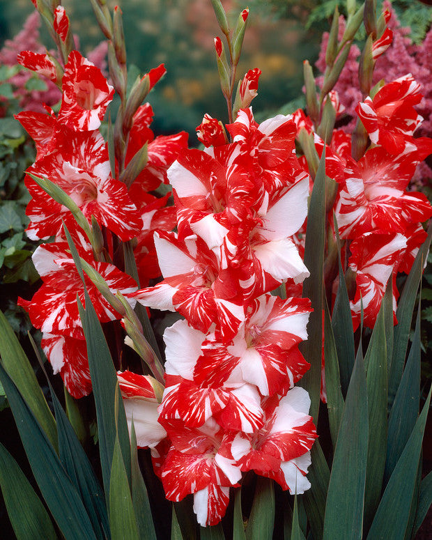 Gladiolus 'Zizanie'