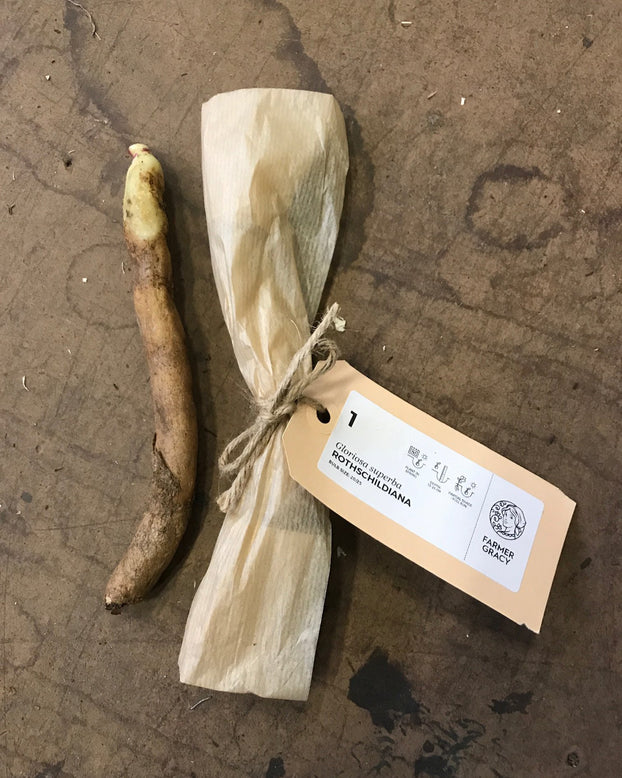 Gloriosa 'Rothschildiana'