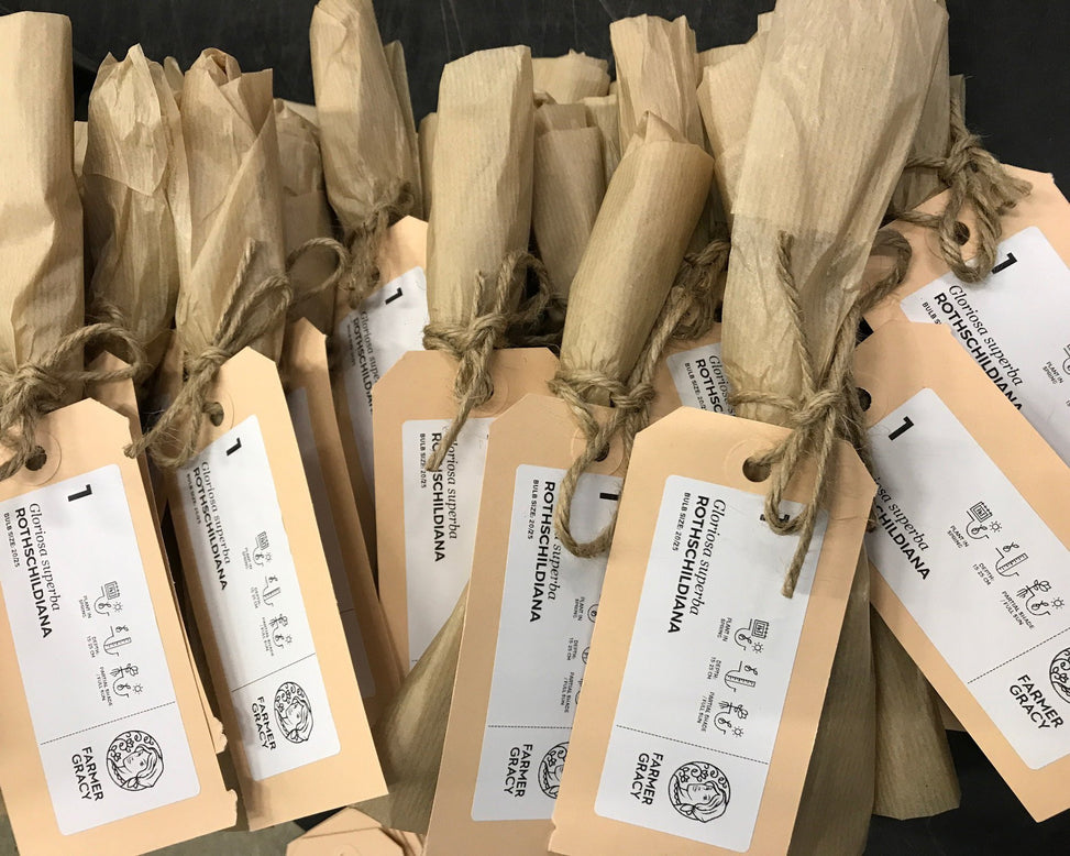 Gloriosa 'Rothschildiana'