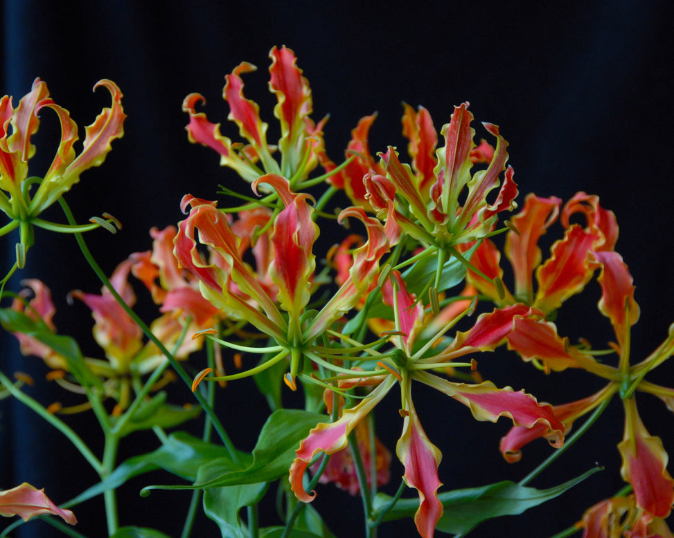 Gloriosa 'Rothschildiana'