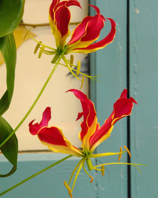 Gloriosa 'Rothschildiana'