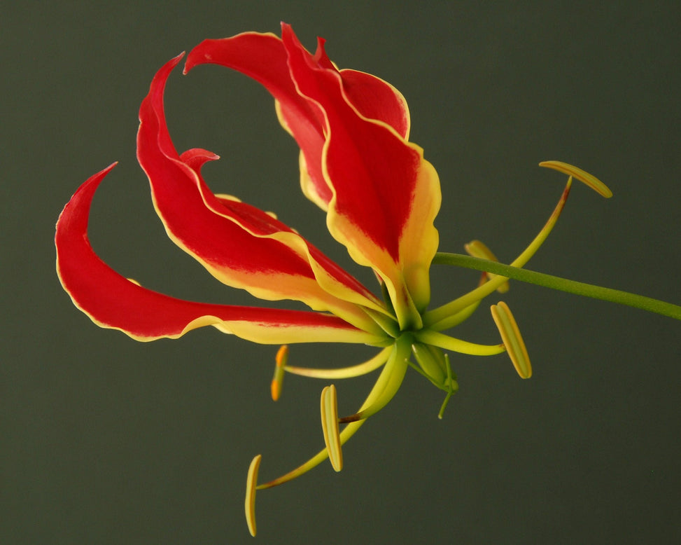 Gloriosa 'Rothschildiana'