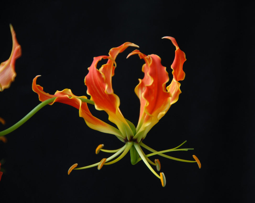 Gloriosa 'Rothschildiana'