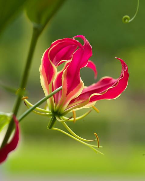 Gloriosa 'Rothschildiana'