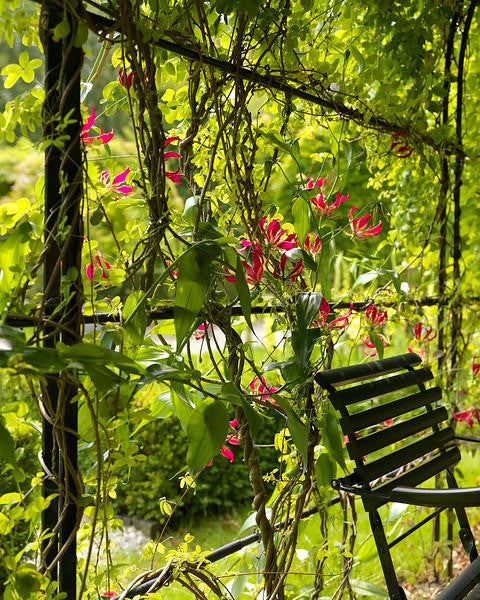 Gloriosa 'Rothschildiana'